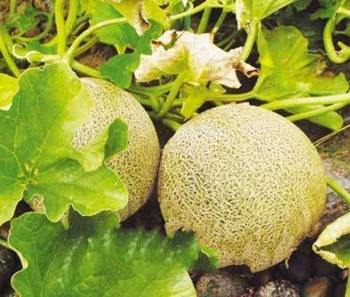 兰州最新瓜爆料,揭秘最新瓜种背后的故事  第1张